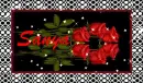 red roses