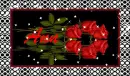 red roses