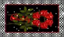 red roses