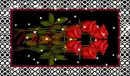 red roses