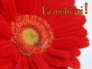 la multi ani