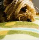 Totally cute doggie!