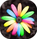 Colorful Flower