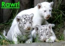 Rawr! cattery