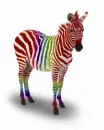 100% Rainbow Zebra
