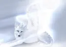 Crystal Angel Wolf