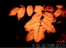 fall flowers
