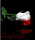 love rose