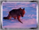 wolf