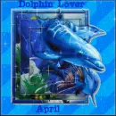 Dolphin picture 