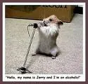 hamster