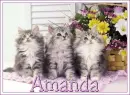 Amanda