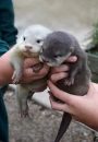 Otters!!!