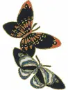 butterflies