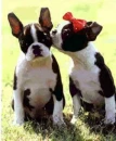 dogs