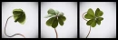 lucky