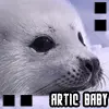 Artic Seal