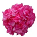 Pink roses