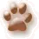cat paws