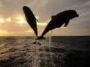 Dolphins