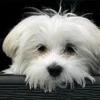 white dog