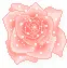 pink rose