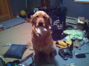 I didnt do it