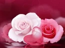Roses n Hearts