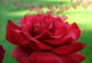 Valentine Rose