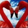 Flamingo love lol x