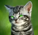 kitten