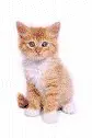 Rainbow Kitty... What The Fup?
