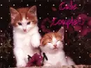 cute kitty