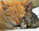 Two cats