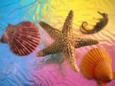 Colorful sea shells