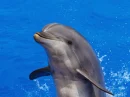 Dolphin 2