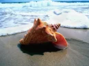 Sea Shell by the shore