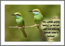 birds
