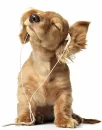cute doggie rocking out :)