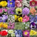 flowerz