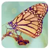 butterlfly