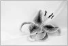 Stargazer Lily