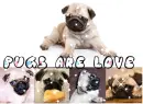 pugs are love sparkley