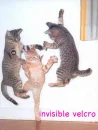 lol cats