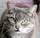 cheese burger cat