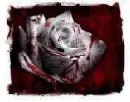 White Rose