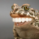smile frog