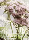 VIOLETS