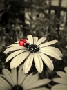 Ladybug