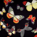 black butterflies
